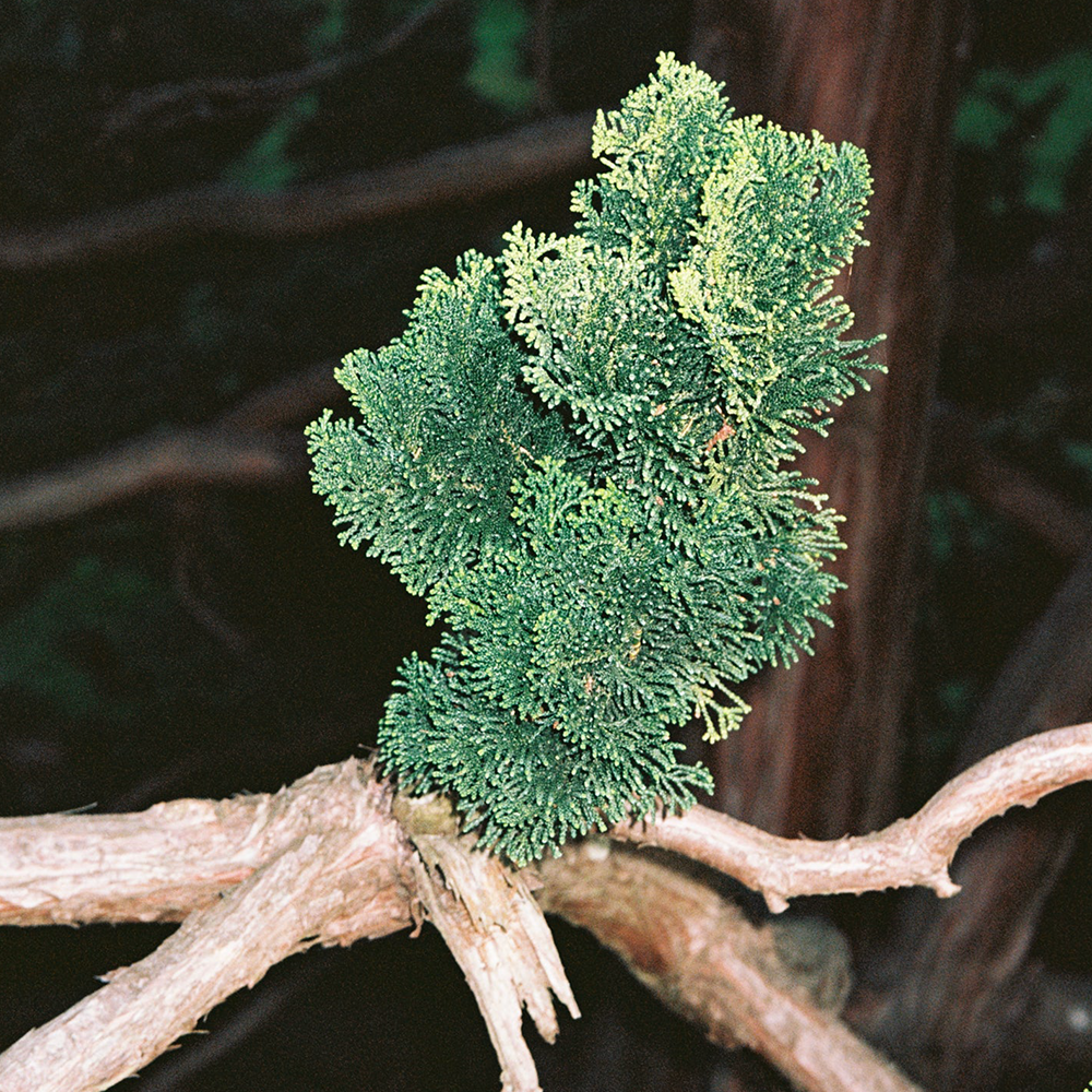 Duftkerze No. 255 Hinoki von L:A Bruket in braunem Glas