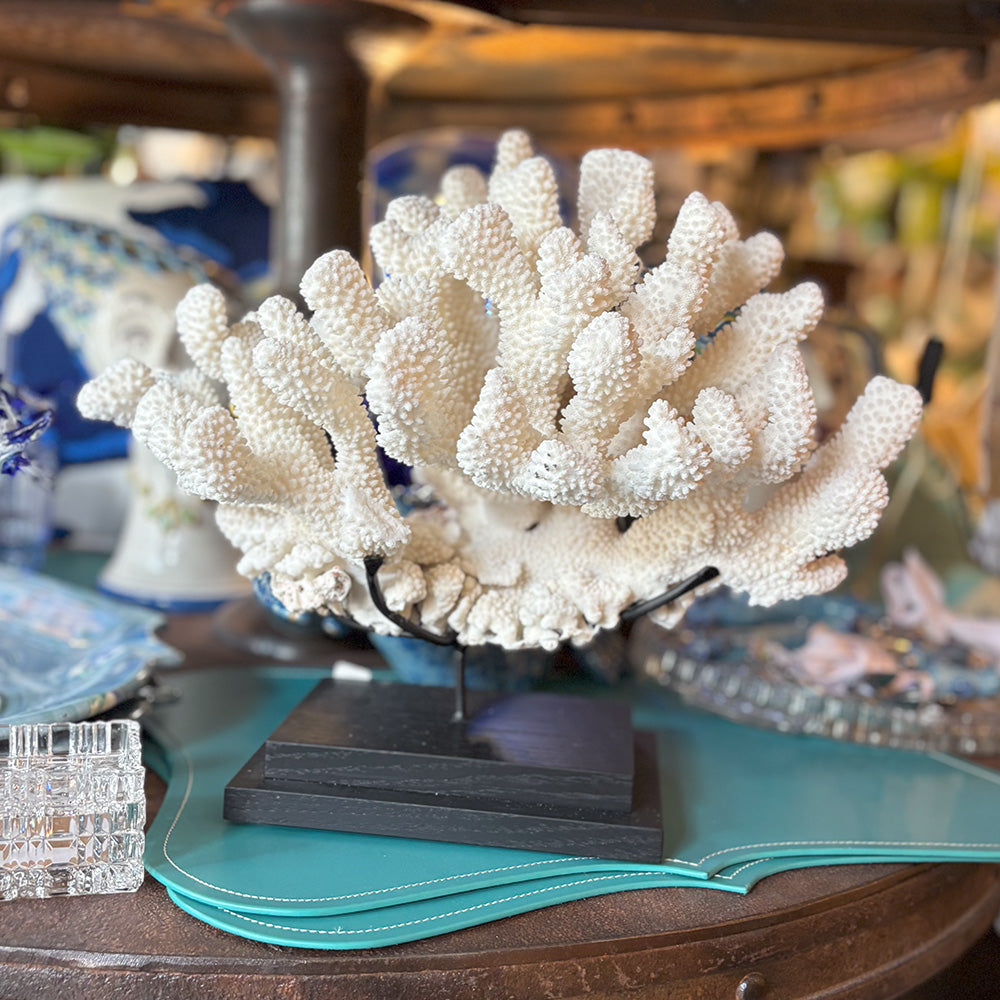 Unique Piece, Koralle POCILLOPORA EYDOUXI von Objet de Curiosité