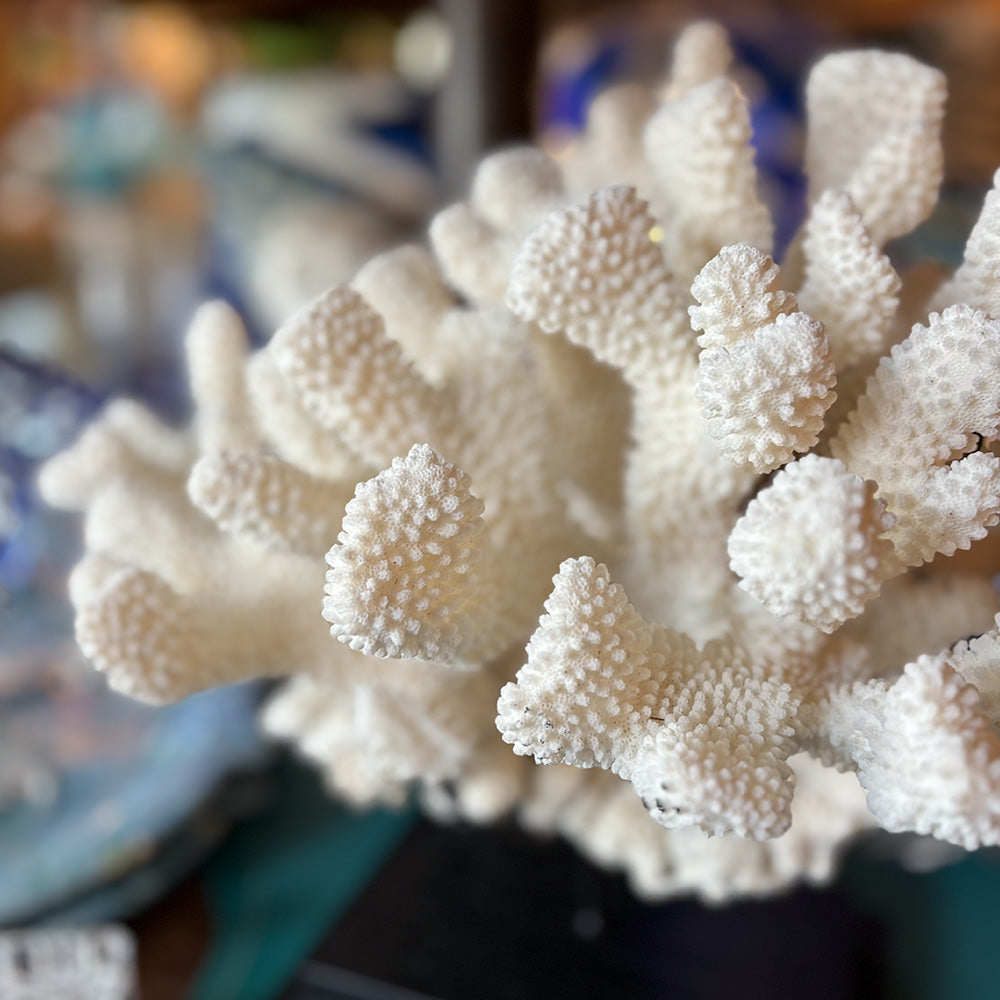 Unique Piece, Koralle POCILLOPORA EYDOUXI von Objet de Curiosité