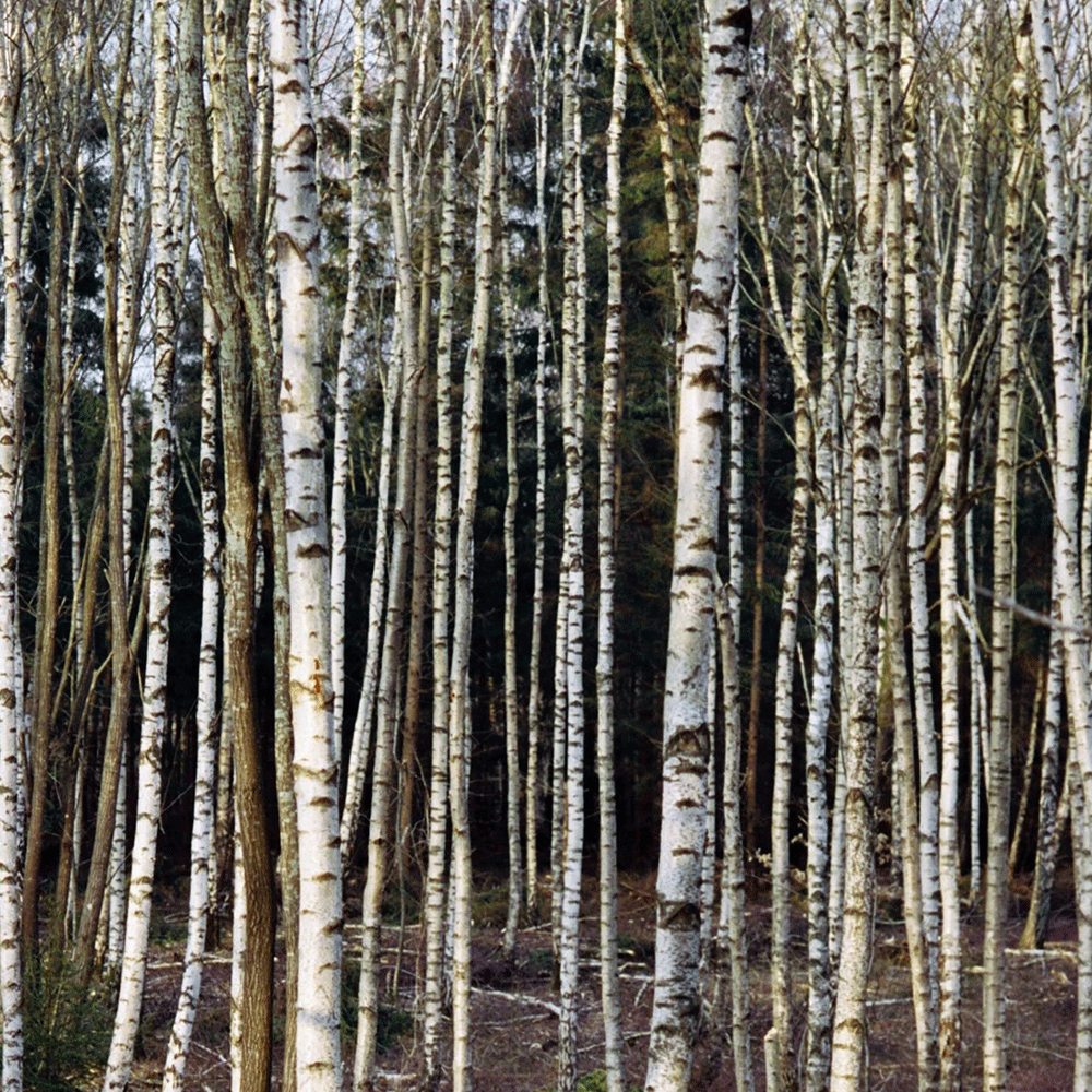 Conditioner LA BRUKET - No. 231 Birch