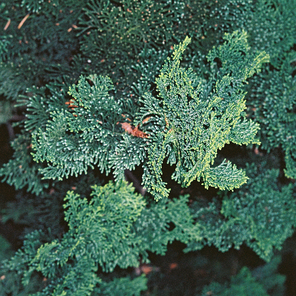 Fragrance Tag / Duftanhänger mit Duft No. 181 Hinoki von L:A BRUKET