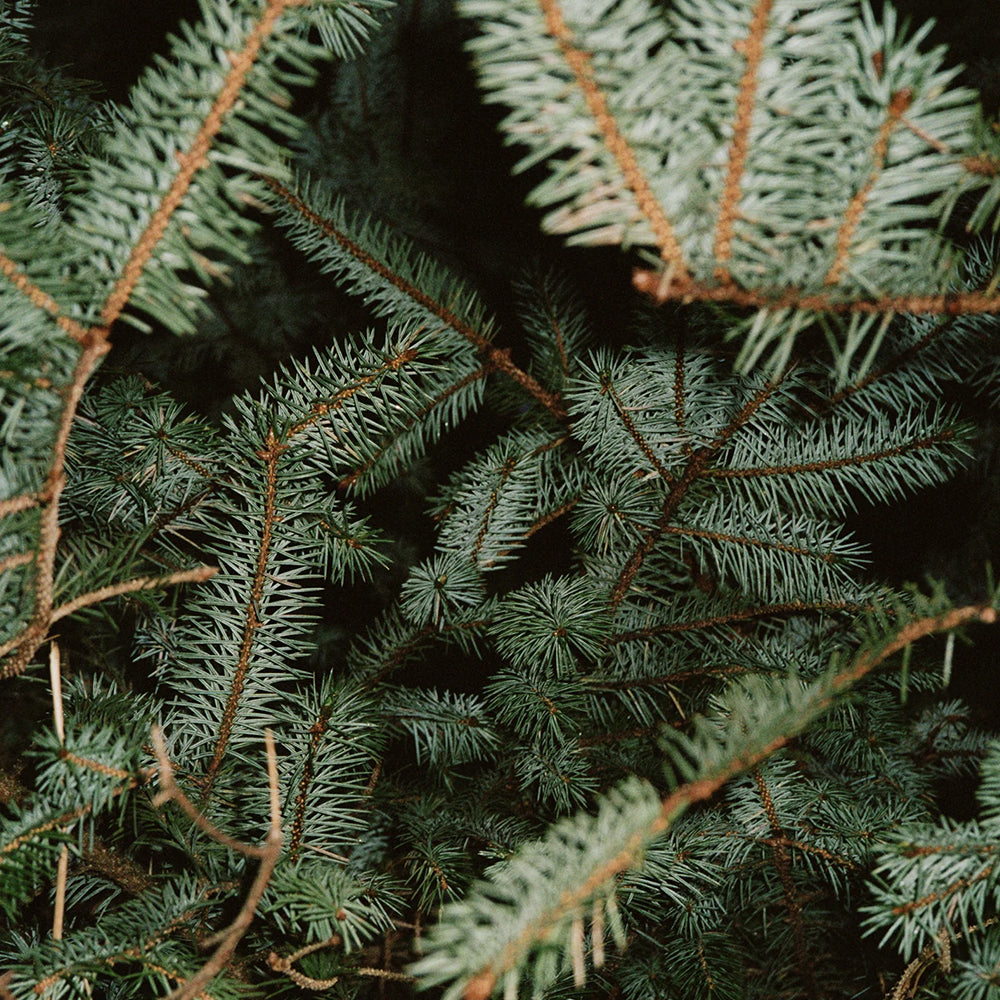 Hand cream No. 221 Spruce von L:A BRUKET